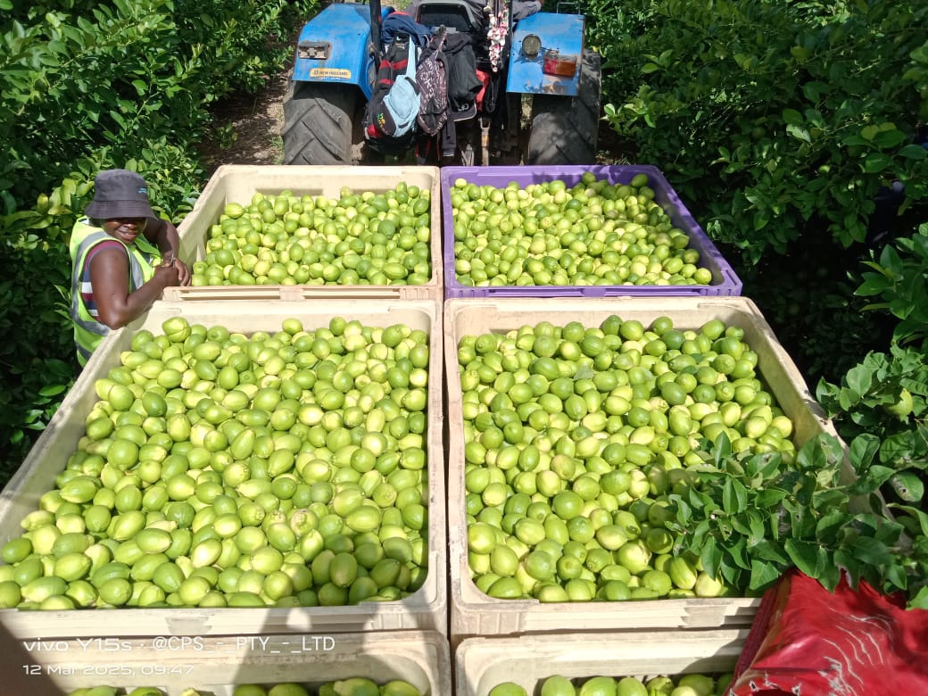 Fruit picking team working in a citrus orchard