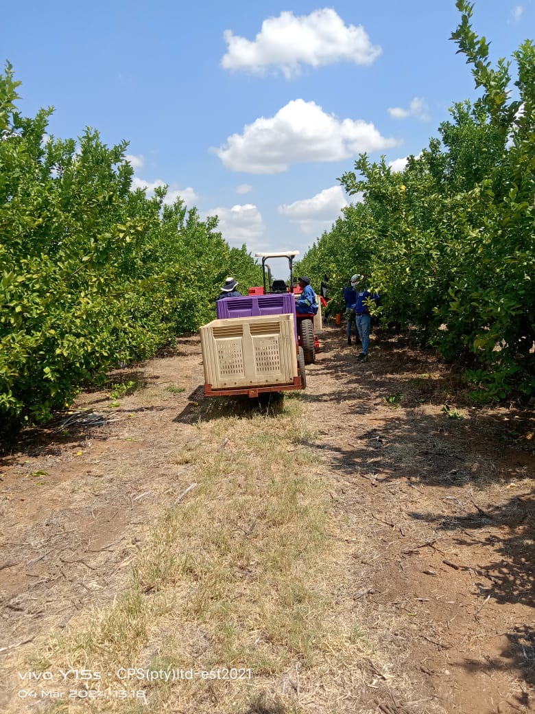Harvest workers and fruit crates between citrus orchard rows