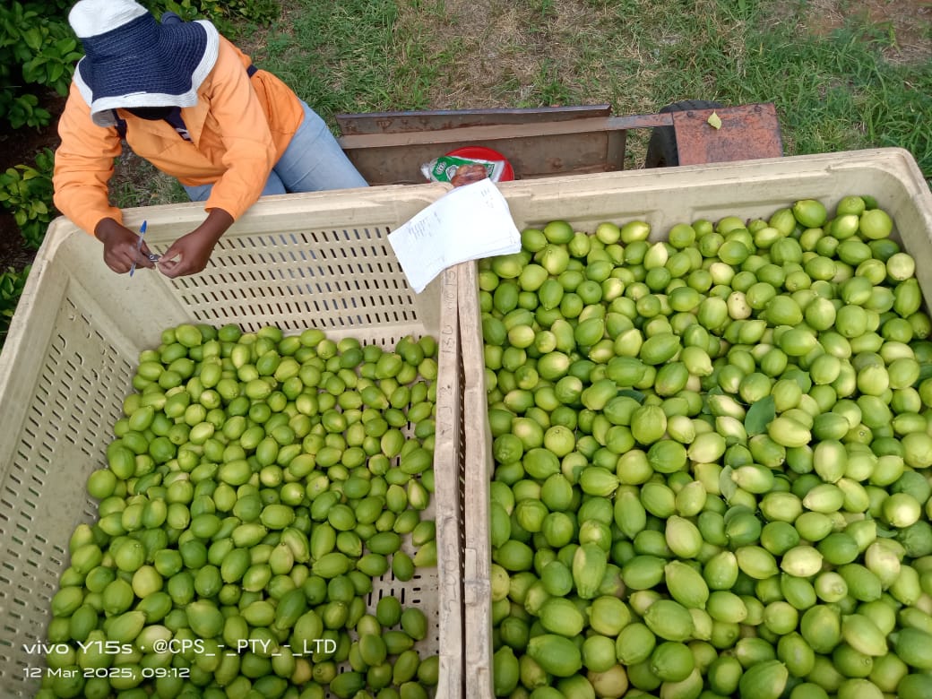 A team member writing on a sheet beside citrus-filled harvest crates.
