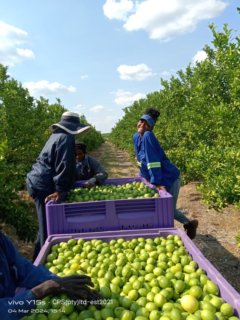 Harvest team working beside citrus-filled crates between orchard rows.