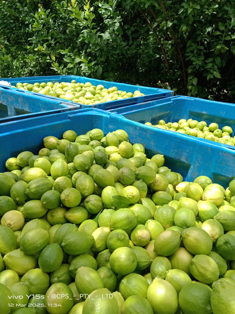 Green citrus fruit gathered in blue harvest crates in the orchard.