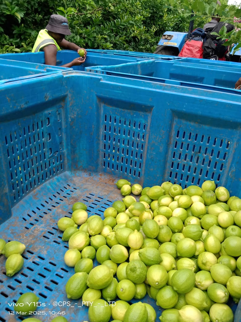Blue harvest bins with freshly picked green citrus and a team member behind them.