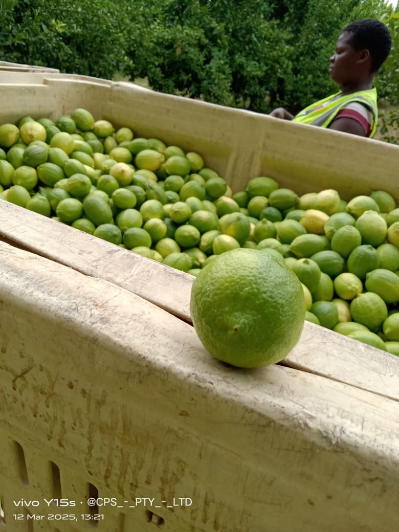 A green citrus fruit resting on the edge of a harvest crate, with a team member behind it.