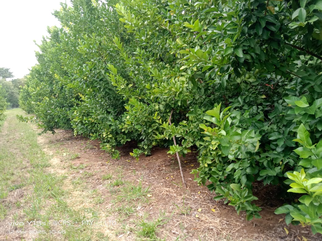 Citrus trees lining a grassy orchard path.