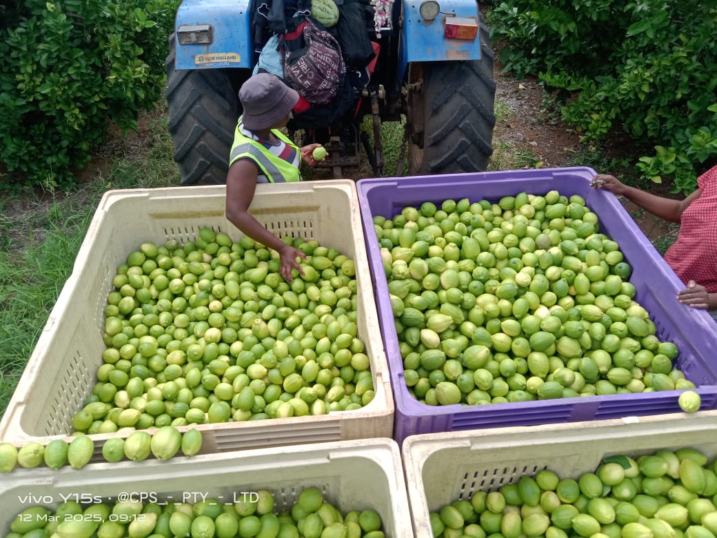 Full harvest crates on a trailer behind a blue tractor.