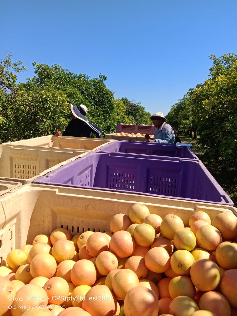 Harvest crates filled with yellow citrus beneath a blue sky.