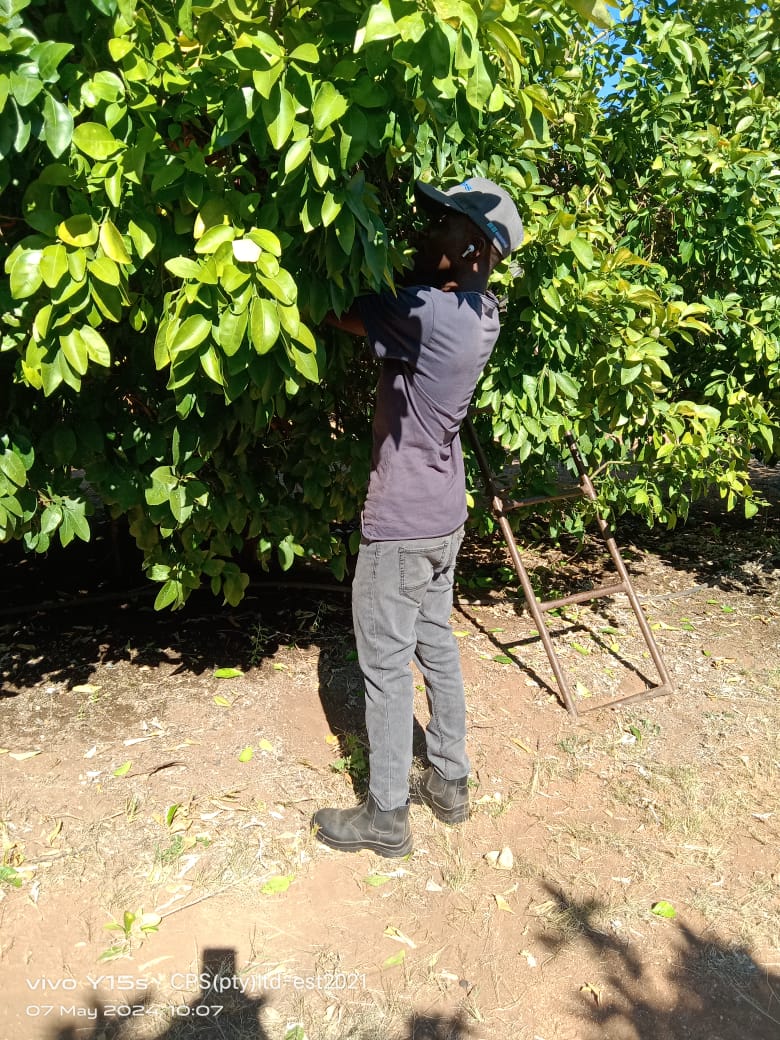 A team member picking citrus from a tree beside a ladder.
