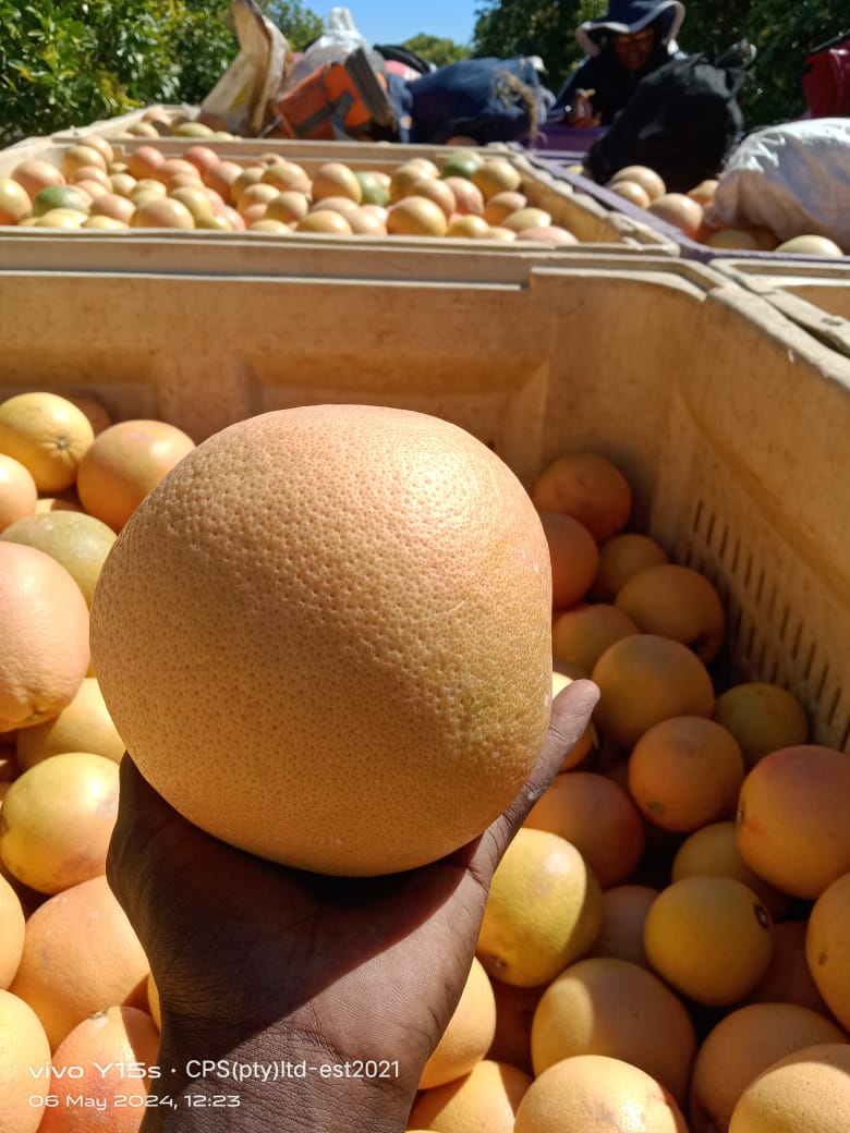 A hand holding a grapefruit above crates of harvested fruit.