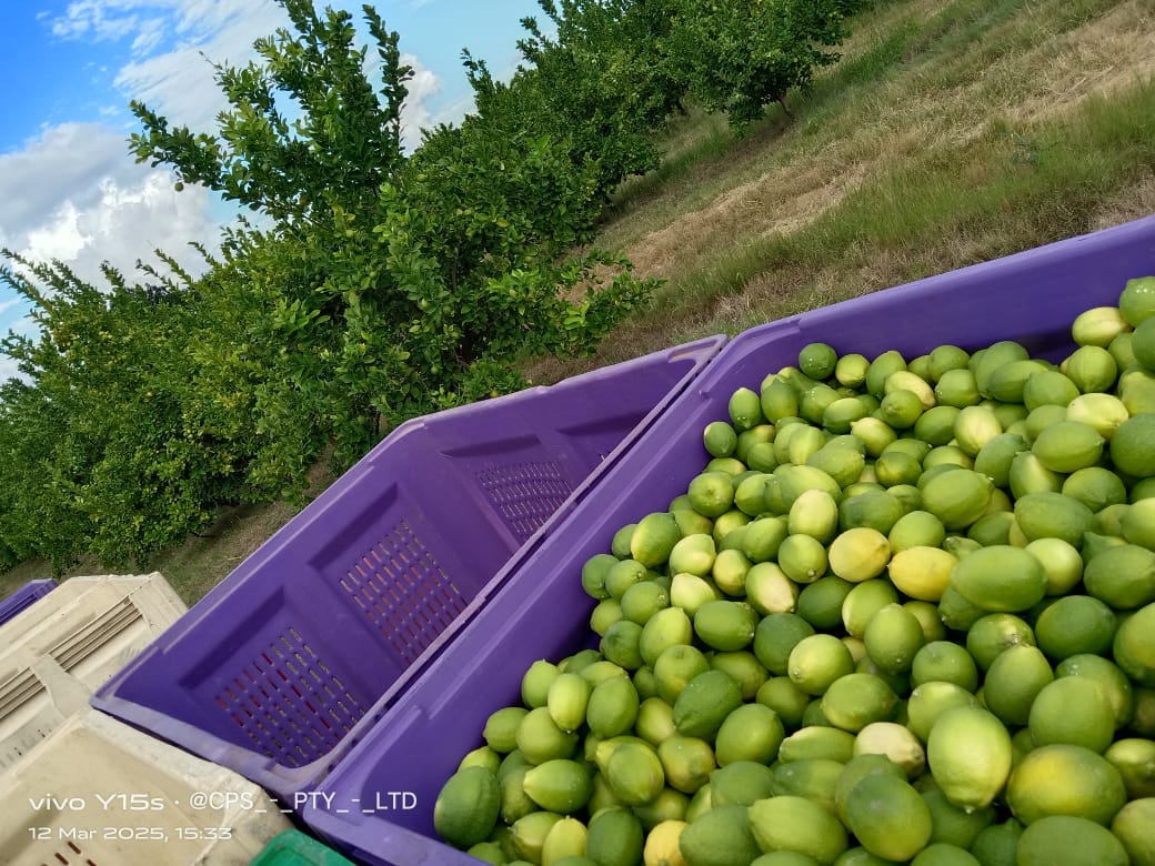A purple harvest crate filled with green citrus among orchard trees.
