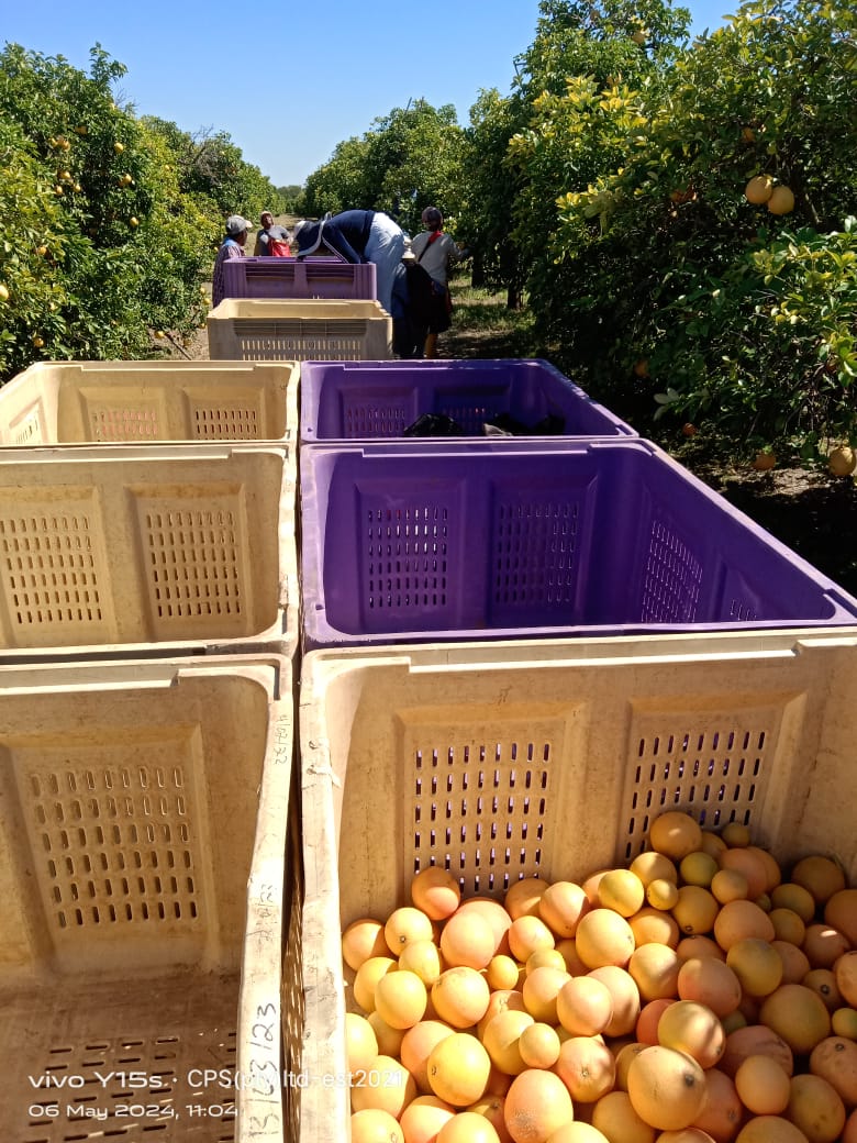 A row of cream and purple harvest crates containing citrus fruit.