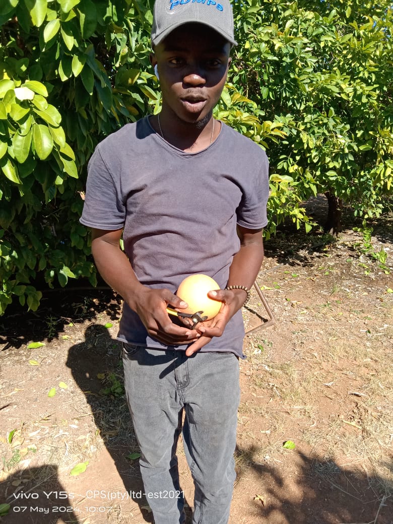 A team member holding citrus fruit beside a tree.