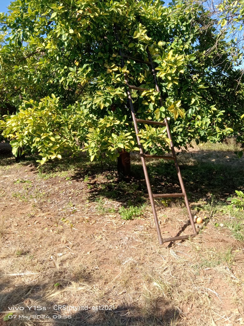 A picking ladder resting against a citrus tree in the orchard.