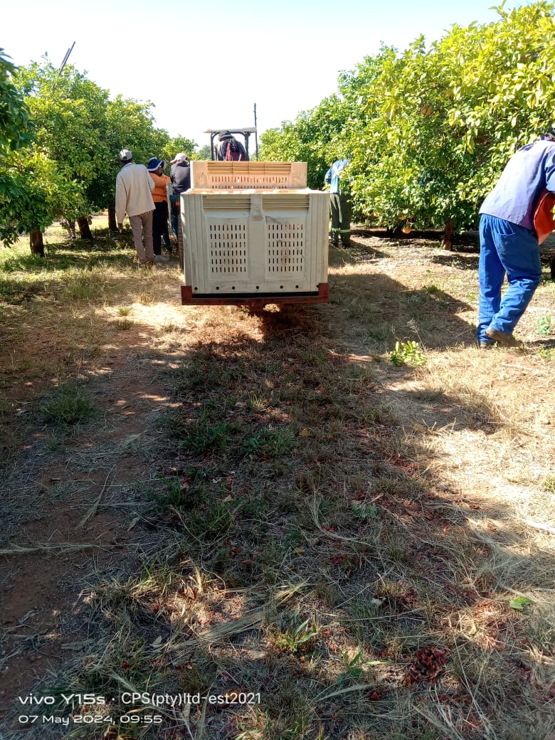 A harvest crate on a trailer with team members in the orchard lane.