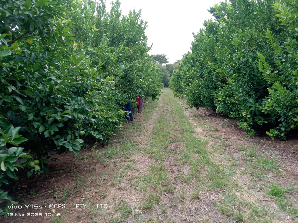A grassy lane running between rows of citrus trees.