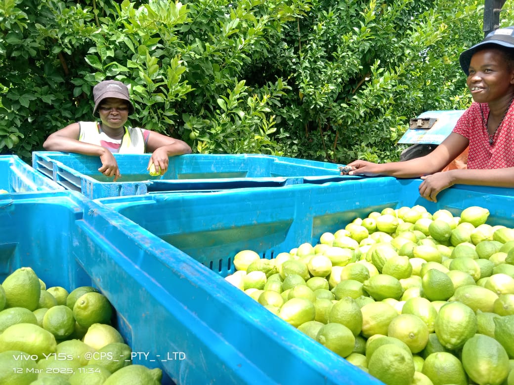 Two team members beside blue crates filled with harvested green citrus.