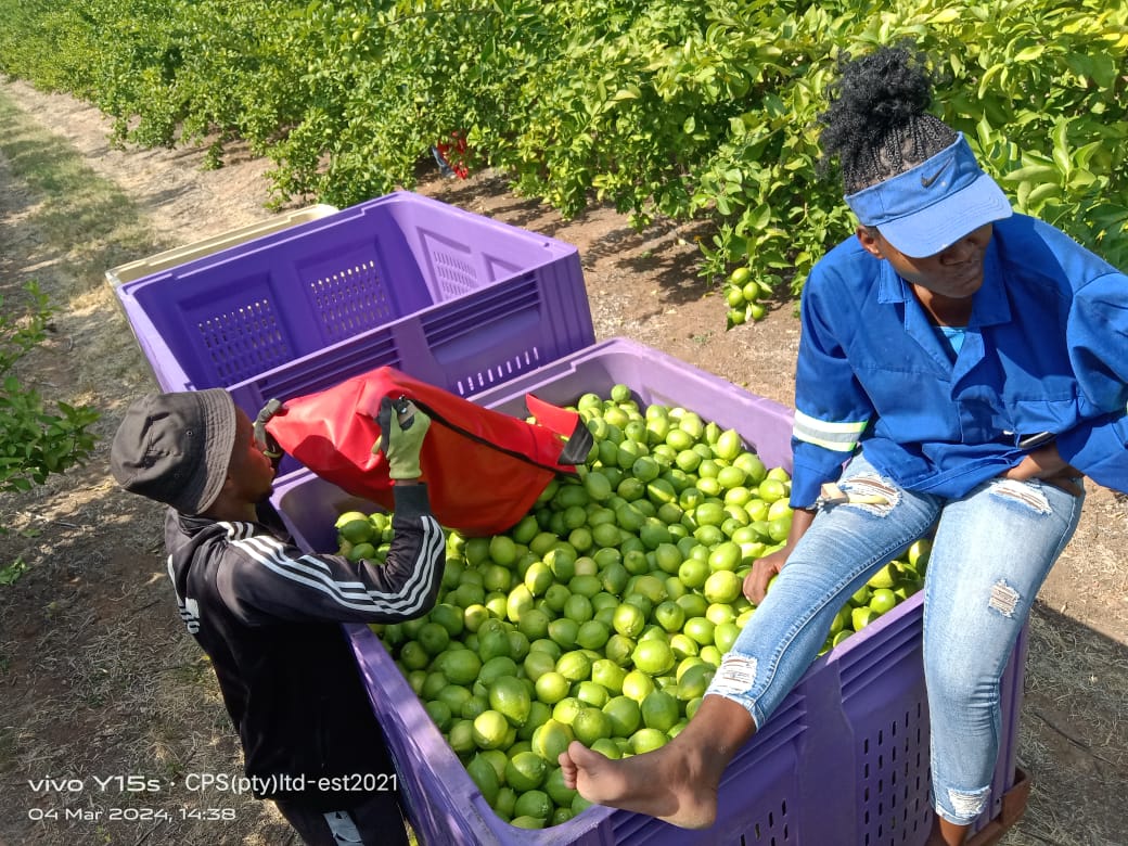 Harvest team members beside a purple crate filled with green citrus.
