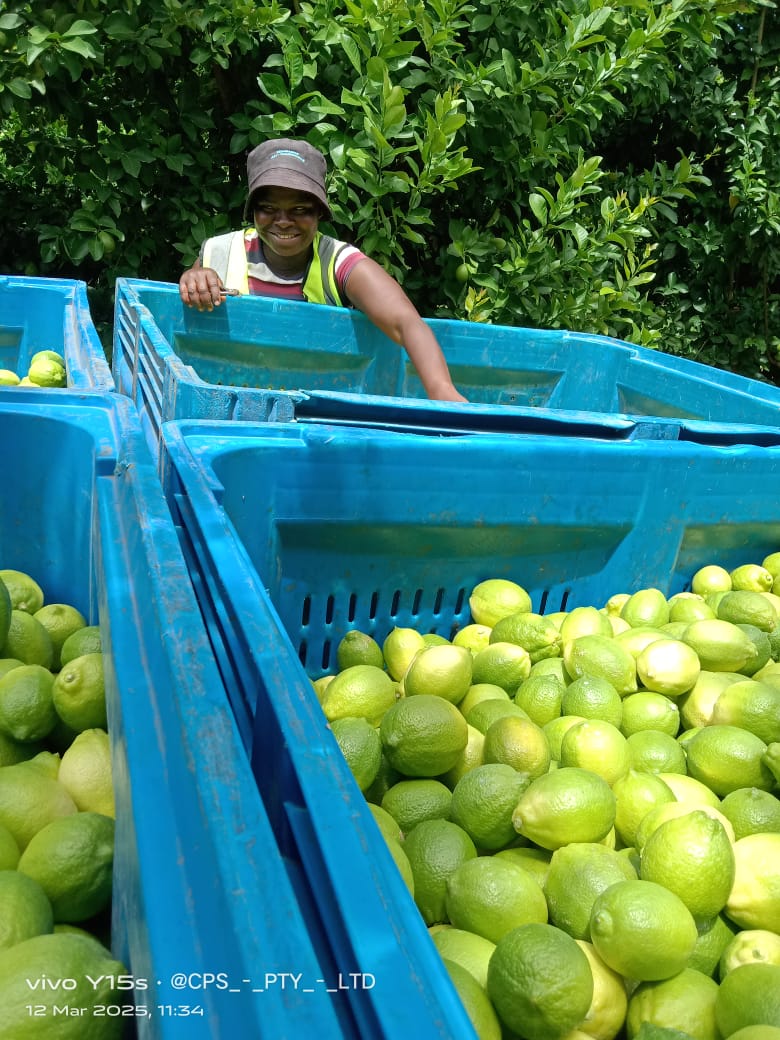 A team member standing beside blue harvest bins in the orchard.