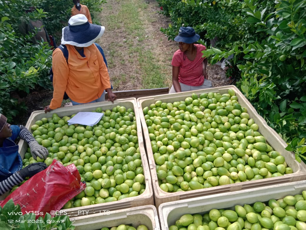 Harvest team members alongside green citrus collected in large crates.