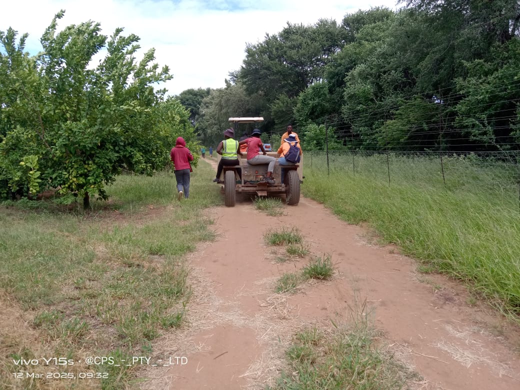 A tractor and harvest team on a lane beside the orchard.