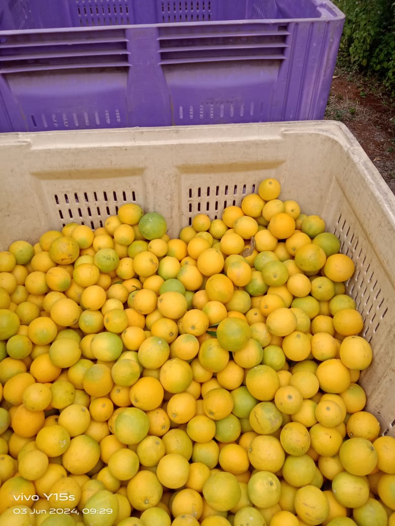 A harvest crate filled with yellow citrus fruit.